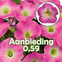 Bild von Petunia P12 "Actie" Magenta White